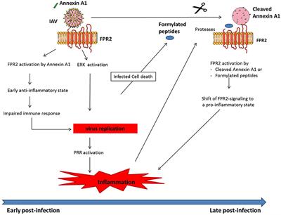 FPR2: A Novel Promising Target for the Treatment of Influenza